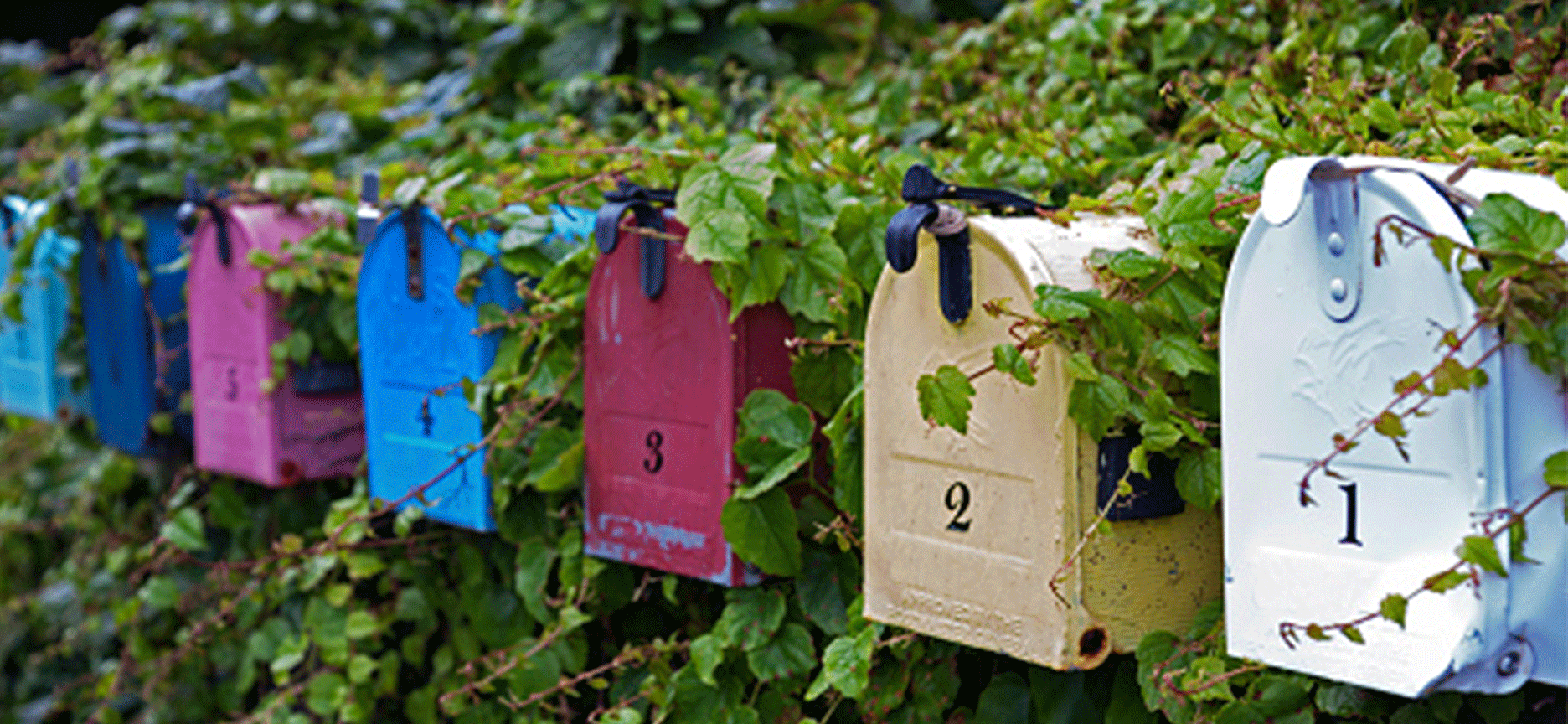 row of colourful mailboxes covered in lush green ivy